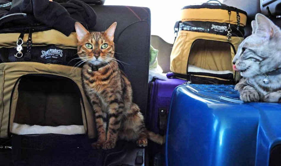 How to calm a cat before a trip?