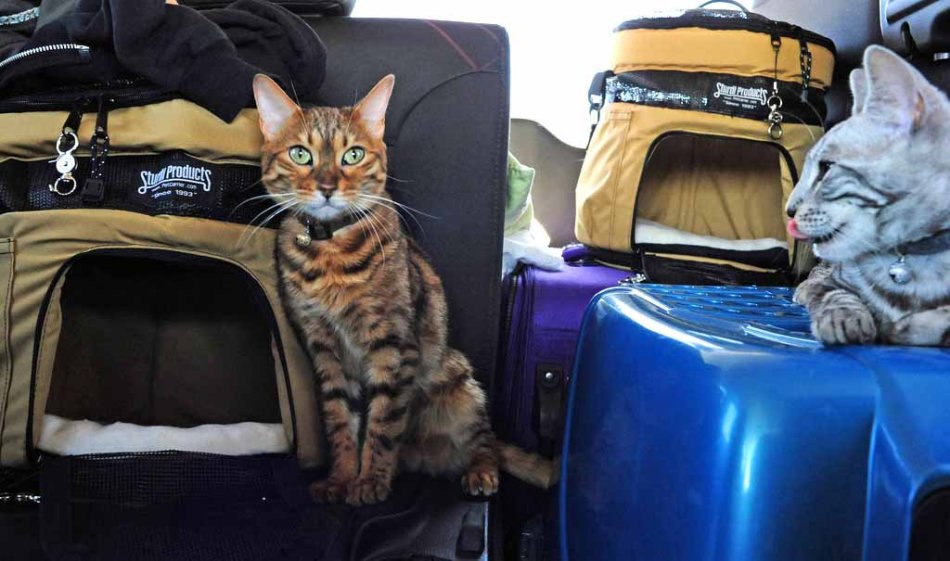 ¿Cómo calmar a un gato antes de un viaje?