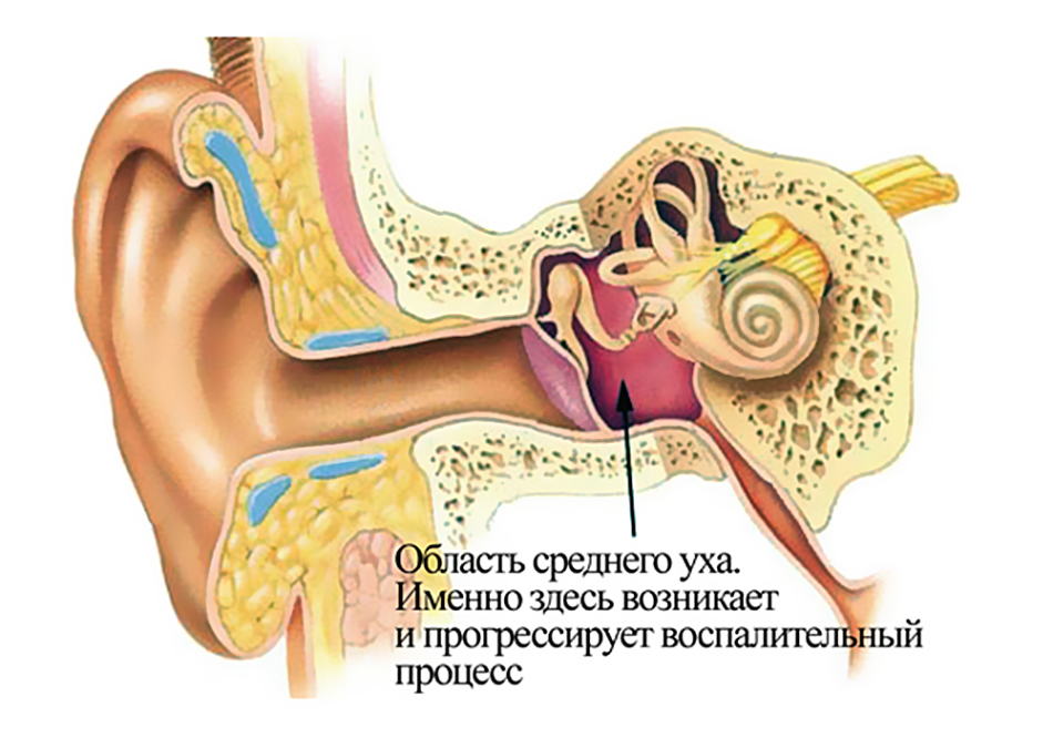 Воспаление уха у собак — лечение