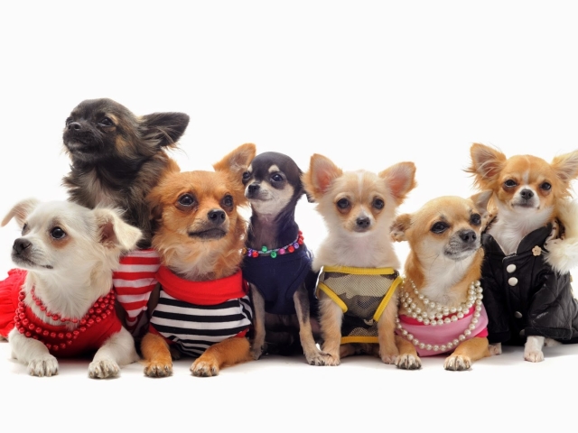 Вязаная одежда для маленьких собак — схемы спицами. Как правильно снять мерки с собаки для вязания одежды? Вязаная одежда для собак — как рассчитать плотность вязки и зачем это нужно делать?
