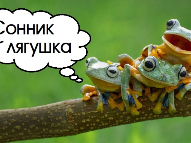 Сонник лягушка: большая, маленькая, белая, зеленая, черная, гадкая, золотая. К чему снится жаба в воде, на земле, в траве, раздавленная, квакающая: значения сна