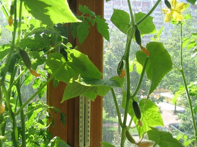 Why is cucumber seedlings falling, fingering and dies: what to do?