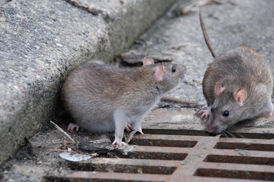 The attack of rats in a dream can portend the dreamer's imminent disease.