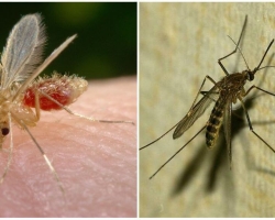 Komar in komar: razlike - kako razlikovati komarja od komarja po videzu, habitatu in reprodukcijskih značilnostih?