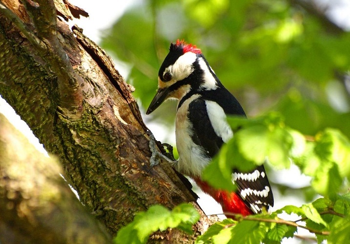 The knock of woodpeckers has different versions depending on the area