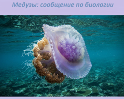 Сообщение о медузах по биологии: определение, где обитают, чем питаются, как двигаются, размножаются, сколько живут?