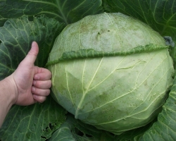 Dream Interpretation - to see cabbage in a dream. Why is the cabbage fresh, sauer, in heads, in the garden, in pies, pies, tires, rotten, woman, girl, man, guy: interpretation of sleep