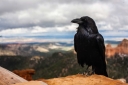 Ce înseamnă dacă ești urmărit de Crows?