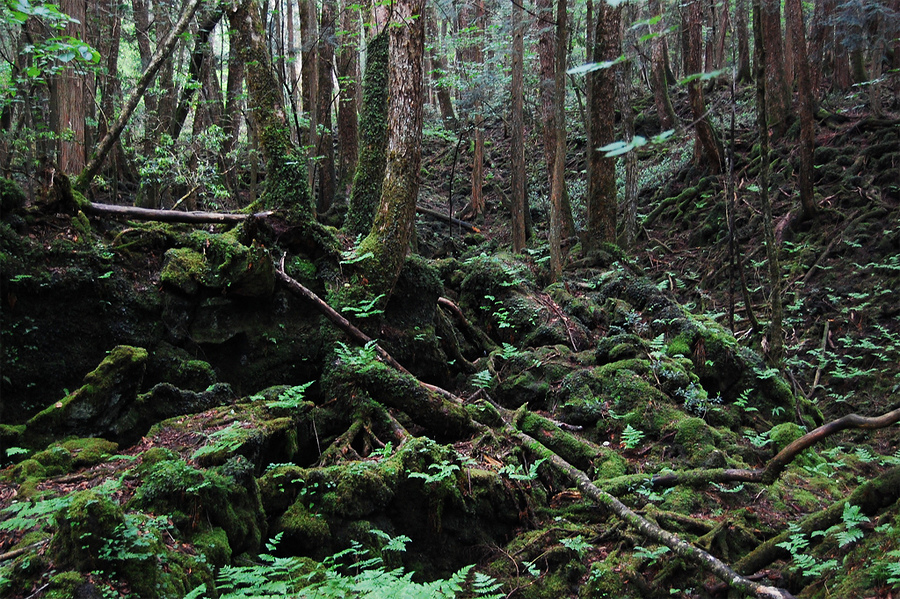 Ghostly forest