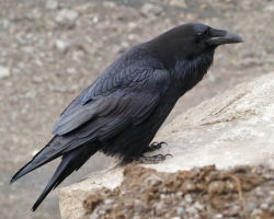 Raven sur le toit, dans la cour: Signes - Qu'est-ce que cela signifie de voir beaucoup de corbeau? Raven est monté sur une voiture, une fenêtre, un balcon: signes