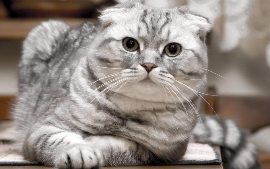 Scottish Fold