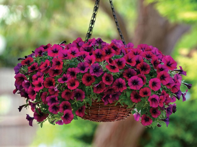 What is the difference between ampel cascading petunia and usual: description, photo