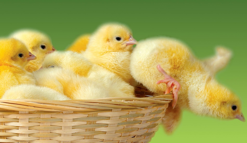 Лечение инфекционных заболеваний у цыплят антибиотиком "байтрил"