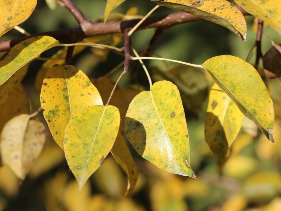Yellowed leaves will tell you that now the right time for autumn trimming