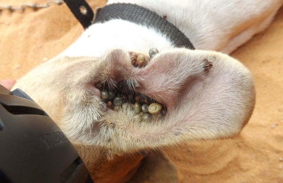 Zecken im Ohr bei einem Hund