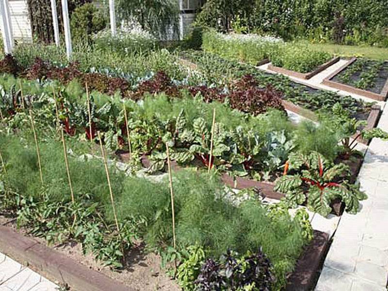 Well -groomed beds in a personal plot
