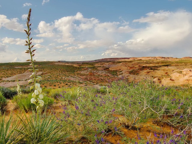 100 faits intéressants sur les plantes du monde, Russie par emplacement: Liste