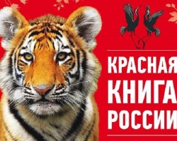 Az Oroszország és a világ vörös könyve ritka állata: emlősök, madarak, kétéltűek, rovarok, hüllők leírásokkal és fényképekkel. Hogyan magyarázhatjuk meg a gyerekeknek, mi a piros könyv?