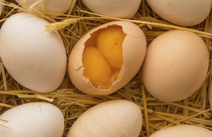 Куриное яйцо с двумя желтками