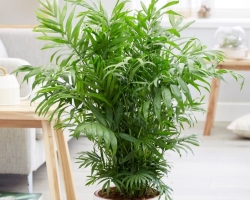 Hamedorea plant: what a flower, how to grow, signs, care at home
