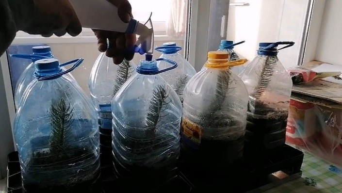 Регулярно поливайте высаженные черенки