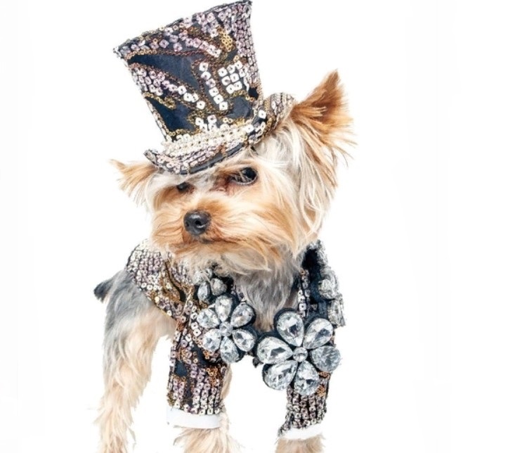 Fashionable glamorous clothing for dogs of small breeds