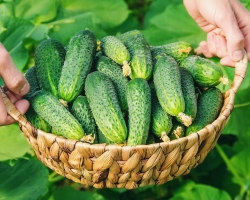 How to save the cucumbers fresh longer at home?