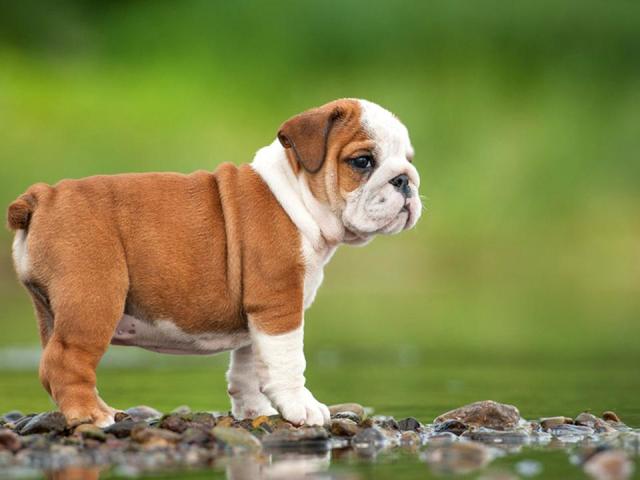 Broses de chien anglaise: un aperçu complet avec des photographies et des noms. Chien préféré de la reine anglaise: race