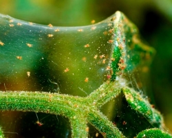 Wie kann man mit Hilfe von Drogen und Volksmitteln eine Spinnenmilbe auf Gemüsepflanzen loswerden?
