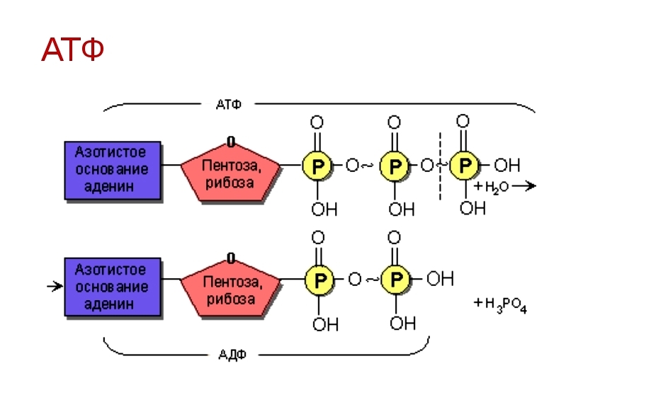 Синтезируется цепь содержащая рибозу. Химическая структура АТФ. Структура молекулы АТФ. Схема гидролиза АТФ.