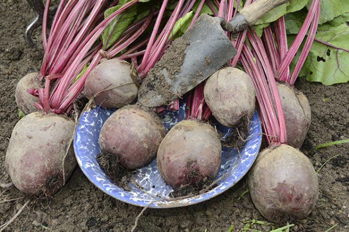 Cleaning and scrapping a vegetable from dirt means that you are very disgraced