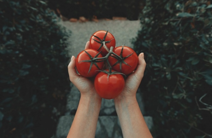Zakaj ne morete jesti paradižnika z artrozo sklepov? Kako solanin in oksalna kislina vplivata na paradižnik na zdravje sklepov?
