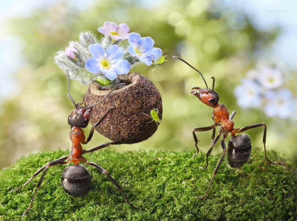 Μυρμήγκια που σχετίζονται με τα μυρμήγκια
