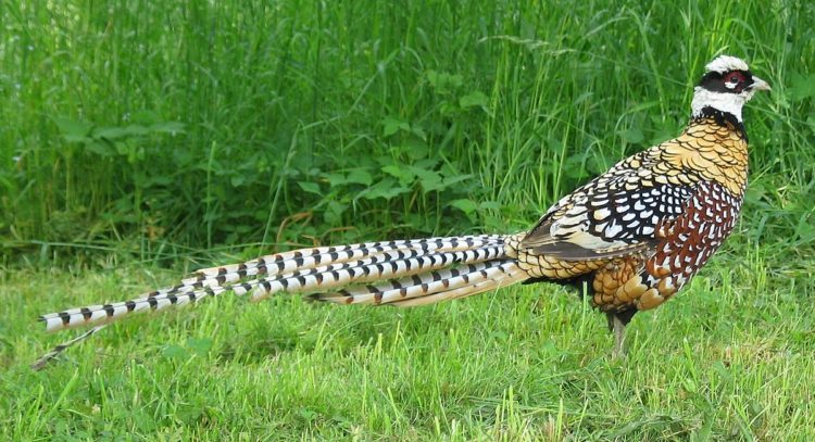 Čudovit Plumage