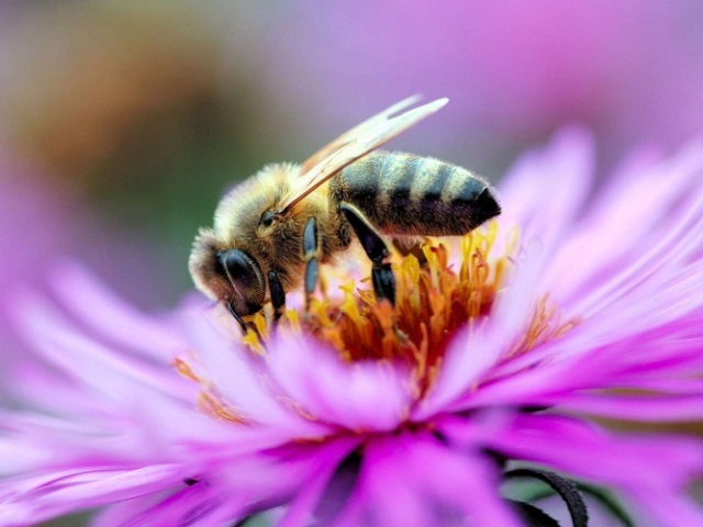 Amit a méhek álmodnak: az álomkönyvek támogatása. Mit jelent egy álom, ha a méh a házadba repült, megharapott, meghalt? Miért álmodhat a Bee Swarm, Hive, Honey Bee, Hornet, Wasp?