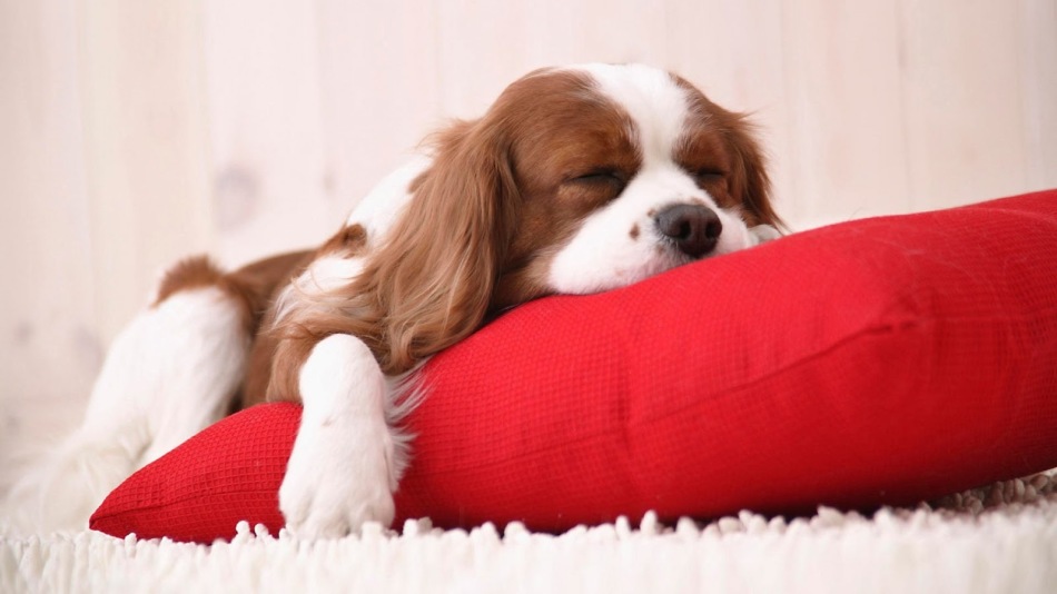 Отсутствие настроения и аппетита у собаки - первые признаки пироплазмоза