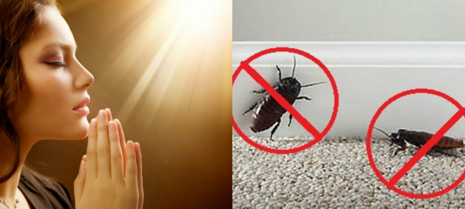 Many believe that prayer will help get rid of cockroaches in the house.