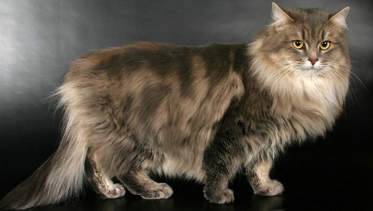 How many years do cats and Siberian cats live on average?