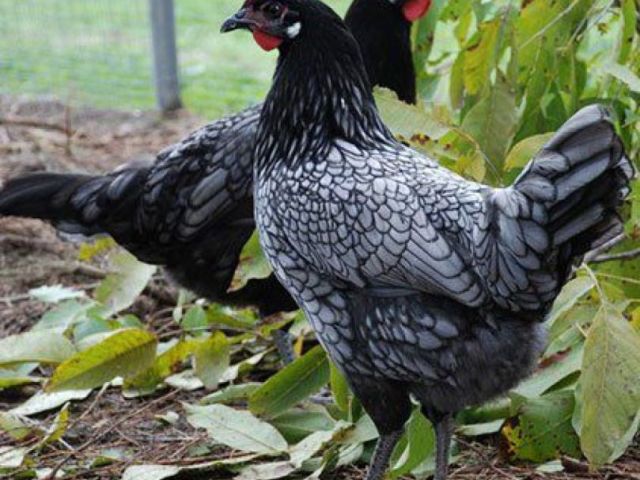 Andaluz modre kokoši: opis, prednosti in slabosti pasme kot hraniti, kje kupiti v Rusiji, ocene