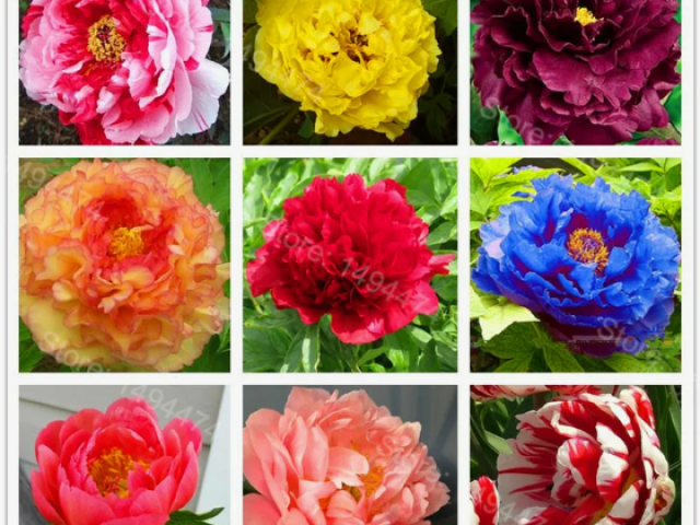 Каких цветов бывают пионы: фото и названия