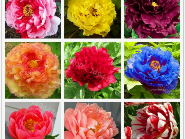 What colors are peonies: photos and names