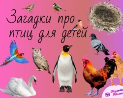 Riddles about birds for children are the most complete selection with answers