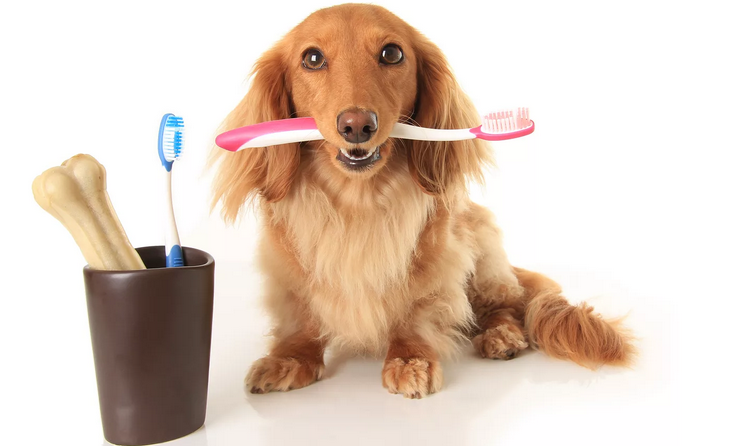 Hygiene for puppy in the first place