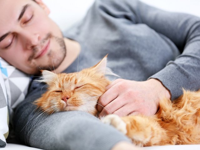 Mačka je počasna, veliko spi: norma ali patologija? Mačka poje malo in veliko spi, kaj storiti?