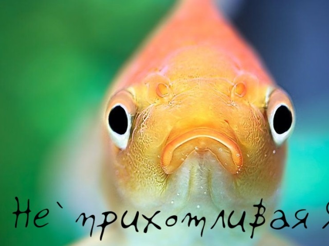 Unpretentious fish for aquarium: list, description, photo