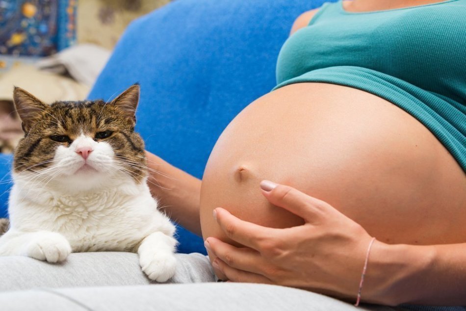 Vad händer om katten är gravid?