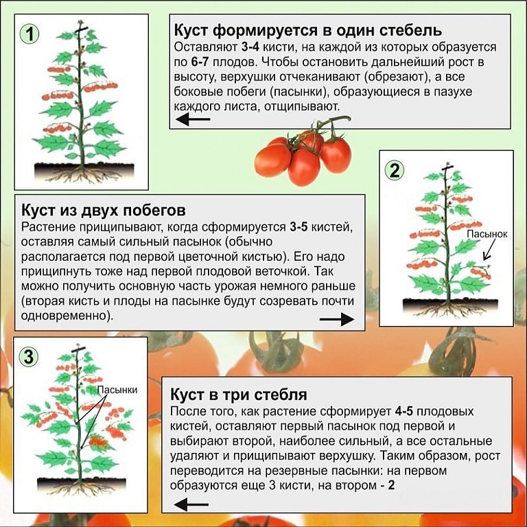 Oblikovanje paradižnikovega grma 1, 2, 3 stebel