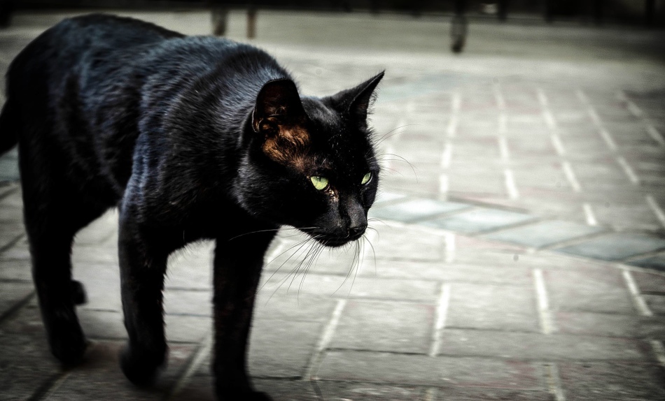 Črna mačka