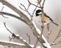Elkísérleti, téli és vándorló madarak: Lista, fotó nevekkel. Mi a különbség a vándorló madarak és a tél között: bemutatás az óvodások számára. A déli vándorló madarak fészkelnek? Milyen madarak repülnek az első és az utolsó tavasszal, és ősszel repülnek el?