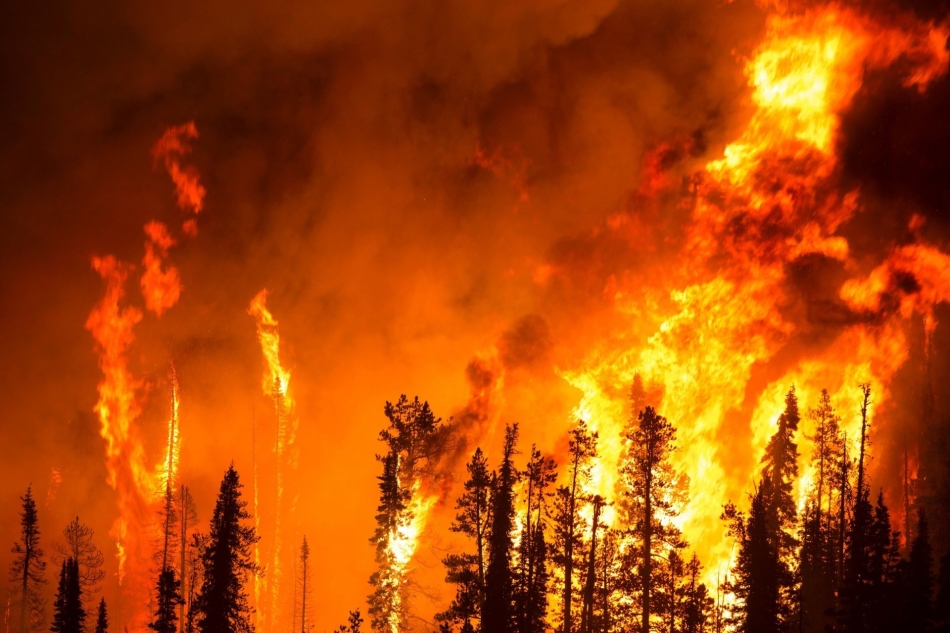 Kebakaran di hutan dalam mimpi menandakan skandal dan pertengkaran dalam kenyataan.